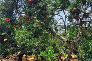 Nông dân hứng khởi xây dựng nông thôn mới kiểu mẫu