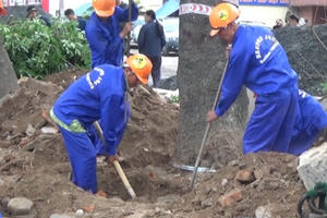 Hà Nội: Di dời số lượng cây xanh lớn nhất từ trước tới nay