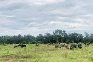 Bình Phước: Người dân lo lắng việc tách thửa đất nông nghiệp tràn lan ở xã Thanh An