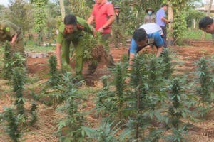 Phát hiện 2 hộ gia đình trồng hàng trăm cây cần sa
