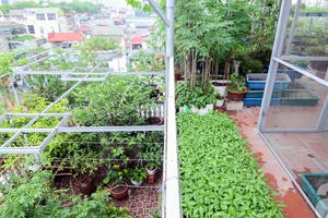 Mê mẩn với khu vườn xanh mướt gần 100m² trên sân thượng ở Ba Đình, Hà Nội
