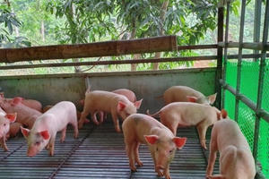 Hiếm như lợn con