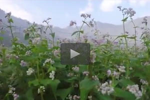 Clip: 4 điểm đến tuyệt vời nhất cho những người mê hoa tam giác mạch