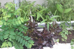 Tự chế thuốc trừ sâu an toàn cho vườn rau nhà bạn