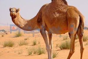 Sốc với nội dung sách thiếu nhi “Lạc đà là loài chim lớn nhất thế giới”