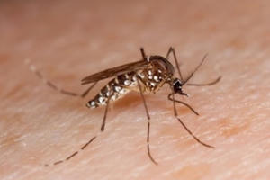 Hà Nội ghi nhận gần 700 trường hợp mắc sốt xuất huyết