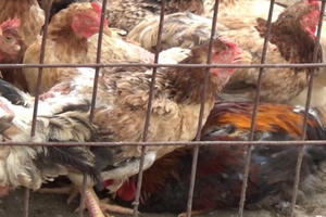 Phía sau "Kinh đô" gia cầm Hà Vĩ