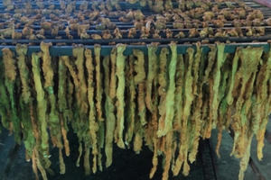 Hải Phòng: Xử lý 7,5 tấn lòng lợn nhiễm virus dịch tả lợn châu Phi