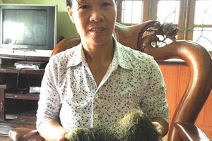 Phát hiện thêm cát lợn "khủng” nặng tới 2 kg tại Hà Nam Phát hiện thêm cát lợn "khủng” nặng tới 2 kg tại Hà Nam