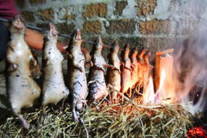 Săn chuột đồng kiếm tiền triệu mỗi ngày ở ngoại thành Hà Nội