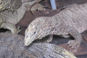 Lâm Đồng: Mua bán kỳ đà vân, chủ quán ăn bị phạt hàng trăm triệu đồng Lâm Đồng: Mua bán kỳ đà vân, chủ quán ăn bị phạt hàng trăm triệu đồng