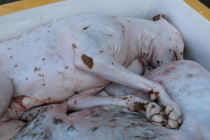 Quảng Bình: Bắt giữ xe ô tô vận chuyển hơn 700kg thịt chó, mèo bốc mùi hôi thối