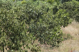 Không có điện bơm tưới, 200 ha cây đặc sản nguy cơ xoá sổ