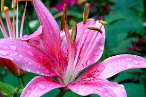 Cận trọng khi bị dị ứng phấn hoa