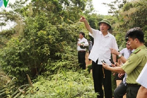 Quảng Ninh điều tra làm rõ vụ phá rừng theo phản ánh của VOV