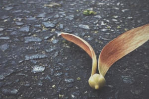 Clip: Những cánh chò nâu bay đầy trên phố Sài Gòn đẹp chẳng khác gì trong phim