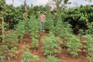 Đắk Lắk: Phát hiện 2 anh em trồng hàng trăm cây cần sa trong rẫy cà phê