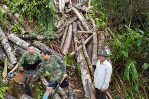 Hà Giang: La liệt gỗ tự nhiên bị tàn phá để trục lợi