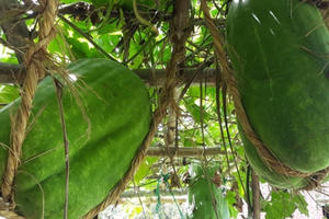 Độc nhất vô nhị "Làng bí đao" khổng lồ ở Bình Định