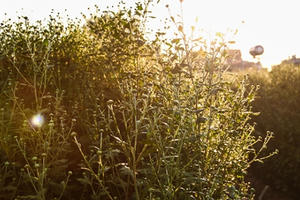 Cúc họa mi trước ngày khoe sắc