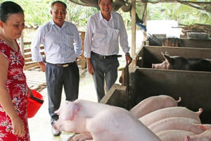 Dịch tả lợn châu Phi khắp miền Nam, lãnh đạo Bộ NNPTNT họp gấp