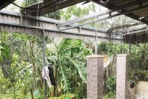 Hà Tĩnh: Lốc xoáy trên diện rộng, nhà cửa, hoa màu bị tàn phá nặng nề Hà Tĩnh: Lốc xoáy trên diện rộng, nhà cửa, hoa màu bị tàn phá nặng nề