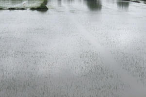 Mưa lớn nhiều ngày, hàng ngàn ha lúa Đông xuân tại Hậu Giang bị thiệt hại