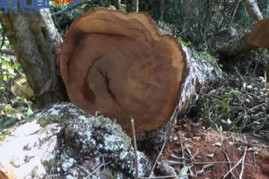 Tuyên Quang: Xẻ thịt cây nghiến tổ giữa rừng phòng hộ, 8 người bị khởi tố bắt giam