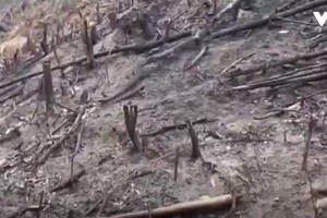 Bình Định: Phát hiện hàng chục ha rừng phòng hộ bị "cạo trọc" Bình Định: Phát hiện hàng chục ha rừng phòng hộ bị "cạo trọc"