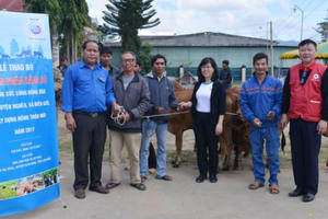 Công ty sữa Cô gái Hà Lan tặng bò cho nông dân nghèo Công ty sữa Cô gái Hà Lan tặng bò cho nông dân nghèo