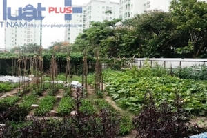 Hà Nội: Sợ rau ngoài chợ, hàng chục hộ dân tự quây đất trồng rau sạch