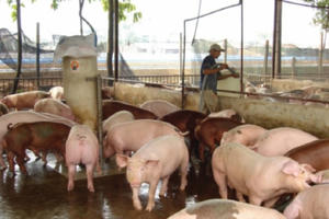 Giá heo hơi hôm nay 29/12: "Ông lớn" đồng loạt giảm giá, sóng lặng Giá heo hơi hôm nay 29/12: "Ông lớn" đồng loạt giảm giá, sóng lặng