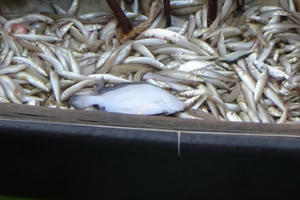 Ngăn chặn 7 thuyền vớt cá chết trên biển Quảng Bình