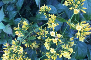 Kịp thời cứu chữa bé gái 8 tuổi ăn nhầm lá ngón trên đường đi học về