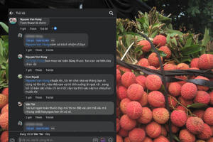 Tỉnh Bắc Giang xử phạt người thông tin sai sự thật về quả vải thiều Lục Ngạn