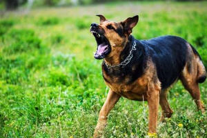 Một người tử vong sau khi bị chó dại cắn