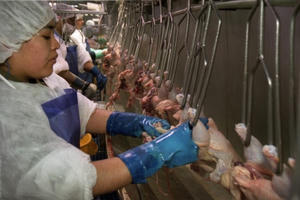 Công nhân làm gà phải "đóng bỉm" vì không có thời gian nghỉ giữa giờ