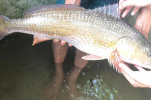 Hà Tĩnh: Ngư dân nghi câu được cá sủ vàng, được trả hơn 400 triệu nhưng không bán