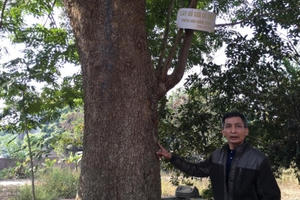 Cận cảnh cây sưa 200 tuổi ở Bắc Ninh sắp bị bán 24,5 tỷ