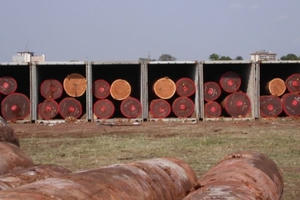 Bắt quả tang đối tượng vận chuyển 5m3 gỗ lim từ Lào về Việt Nam