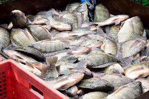 Xuất khẩu cá rô phi của Việt Nam đạt hơn 99 triệu USD