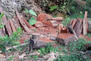 HOT: Thâm nhập đại công trường được lâm tặc dựng lên để ăn cắp gỗ quí tại Na Rì - Bắc Kạn