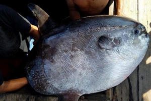 'Chúa tể dòng sông': Những cuộc săn tìm hiếm có trên sông Đà