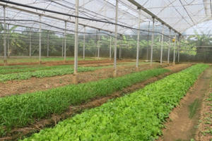 Nở rộ các trang trại nông trại sạch ven Sài Gòn