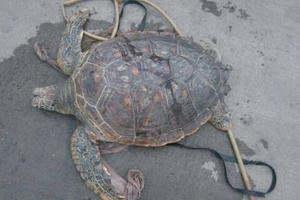 Quảng Ninh: Rùa biển quý hiếm bị rao bán trên quốc lộ Quảng Ninh: Rùa biển quý hiếm bị rao bán trên quốc lộ