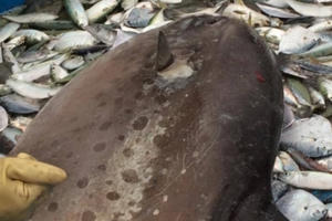Cá mặt trăng "khủng", dài hơn 2m dính lưới ngư dân