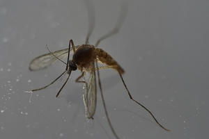 Lần đầu tiên phát hiện ca lây nhiễm sốt xuất huyết qua tình dục