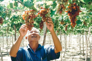 Nhiều hoạt động hấp dẫn trong “Ngày Văn hóa, Du lịch Ninh Thuận” tại Hà Nội