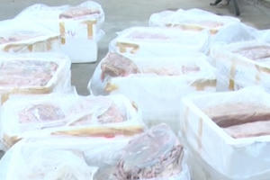 Quảng Nam: Hãi hùng với 600kg nội tạng hôi thối nồng nặc chuẩn bị đưa vào quán nhậu