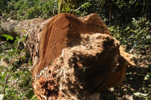 Bắc Kạn: Nghiến rừng lại bị chặt hạ trong Vườn quốc gia Ba Bể, lực lượng chức năng ở đâu?